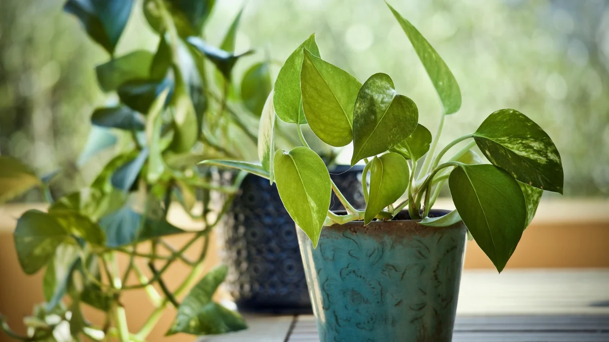 Pothos Plant Benefits: Science, Home Uses and Air Quality Explained