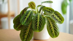 Prayer Plant Care Guide: Light, Water, Soil, Propagation and Fixing Curling Leaves
