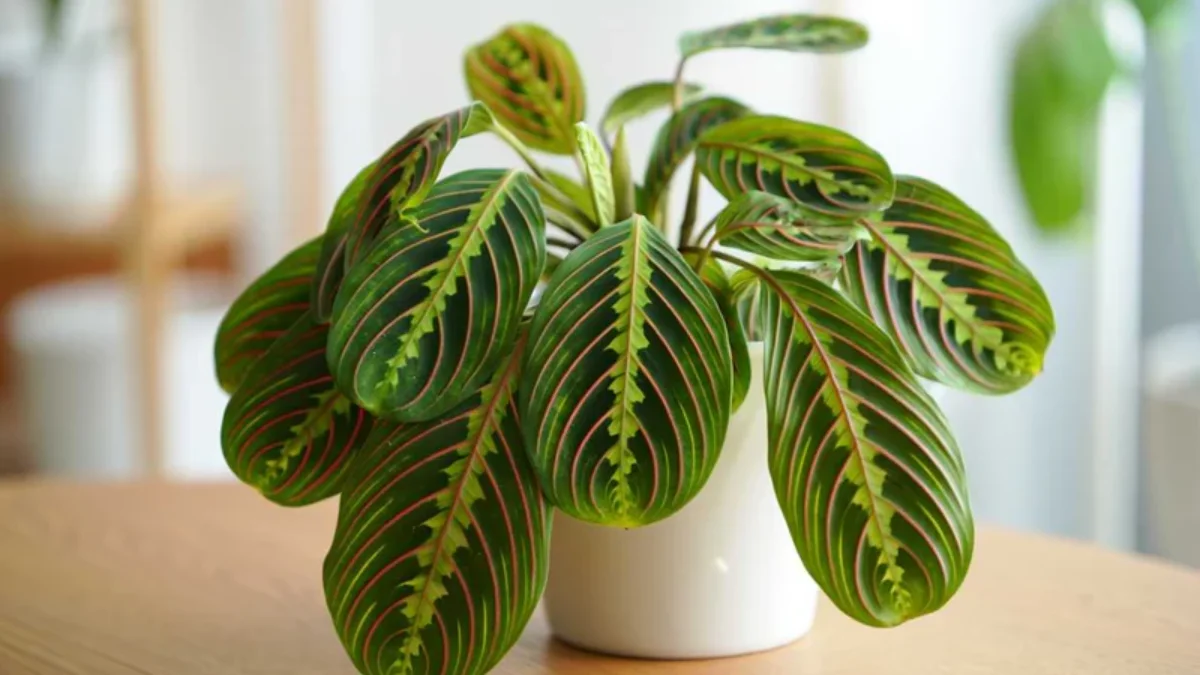 Prayer Plant Care Guide: Light, Water, Soil, Propagation and Fixing Curling Leaves