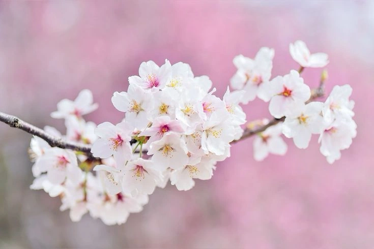 The Calming Power of White Flowers in the Home