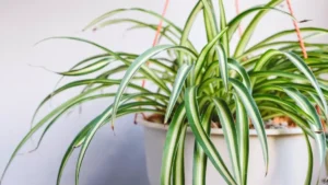 Spider Plant Benefits and Selenite Energy for Cleansing Guide