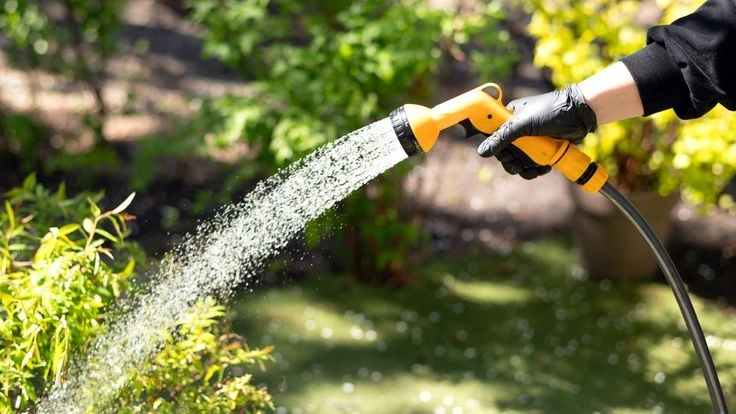 10 Signs You Are Overwatering Your Plants