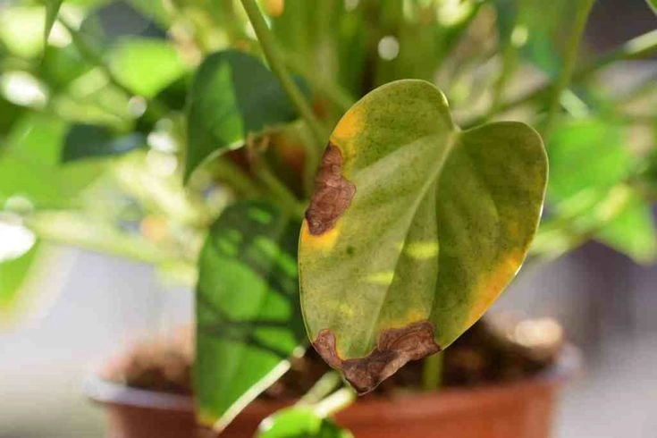 Why Are My Plant Leaves Turning Yellow?