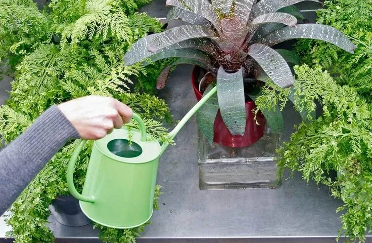 How Often to Fertilize Indoor Plants by Season