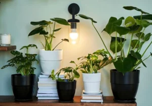 15 Easy-Care House Plants for People Who Forget to Water