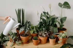 Peeacelily | How to Tell When Your Plants Need Water How to Tell When Your Plants Need Water