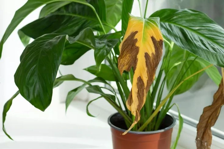 Peeacelily | Peace Lily Yellow Leaves Causes and How to Fix Them Peace Lily Yellow Leaves: Causes and How to Fix Them