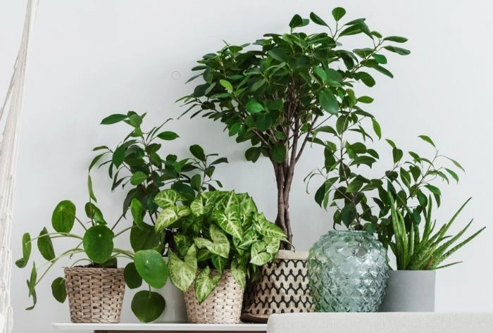 How Often Should You Fertilize Houseplants?