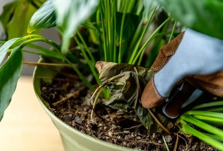 Why Is My Peace Lily Drooping? 10 Possible Causes