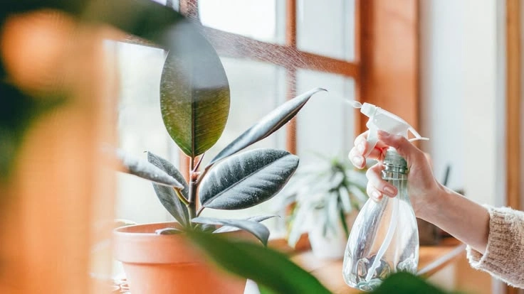 How to Fertilize Houseplants Without Overfeeding