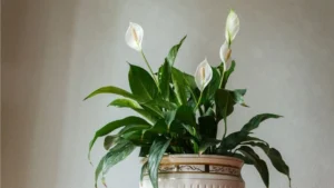 Best Fertilizer for Peace Lily for Healthy Growth