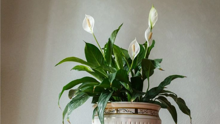 Best Fertilizer for Peace Lily for Healthy Growth