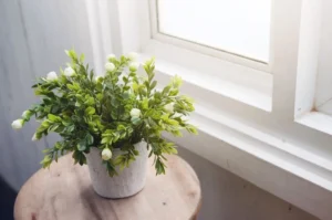 Peeacelily | Plants That May Help You Sleep Better Plants That May Help You Sleep Better