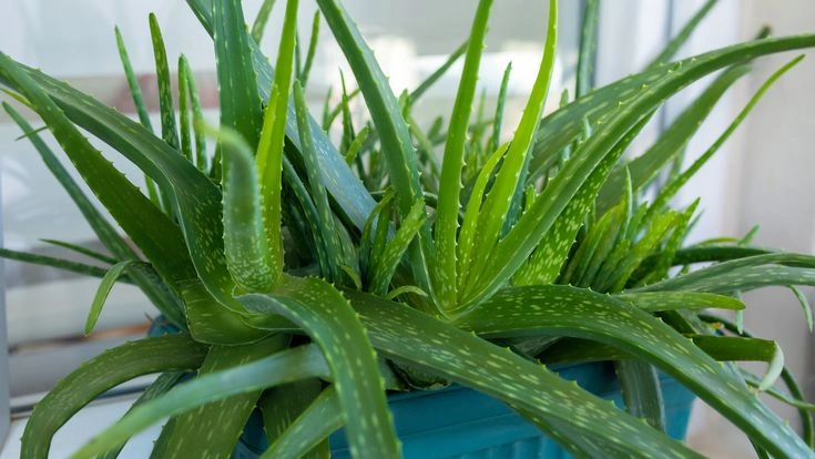 Best Fertilizer for Aloe Vera and How to Apply It