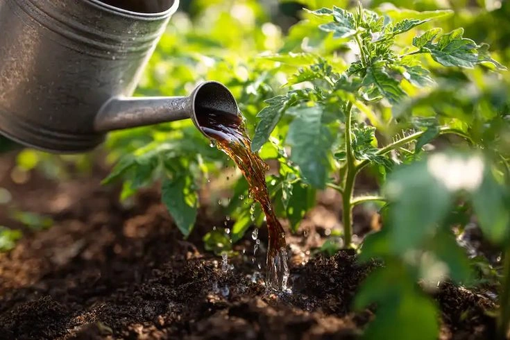 Liquid Fertilizer for Plants: How to Use It
