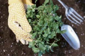 What Does NPK Mean on Fertilizer?