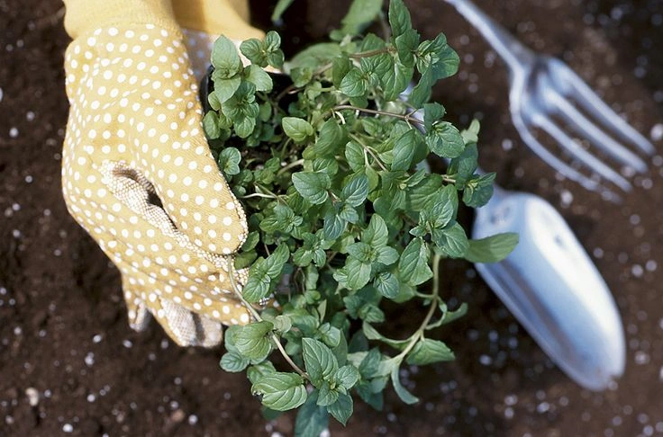 Peeacelily | What Does NPK Mean on Fertilizer? What Does NPK Mean on Fertilizer?
