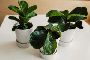 How to Encourage New Leaf Growth on Houseplants