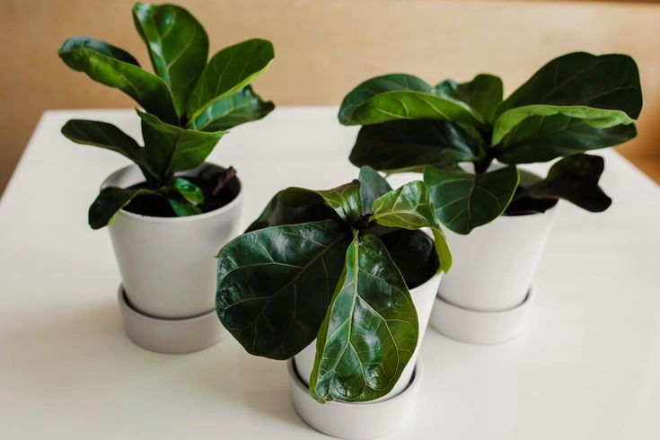 How to Encourage New Leaf Growth on Houseplants