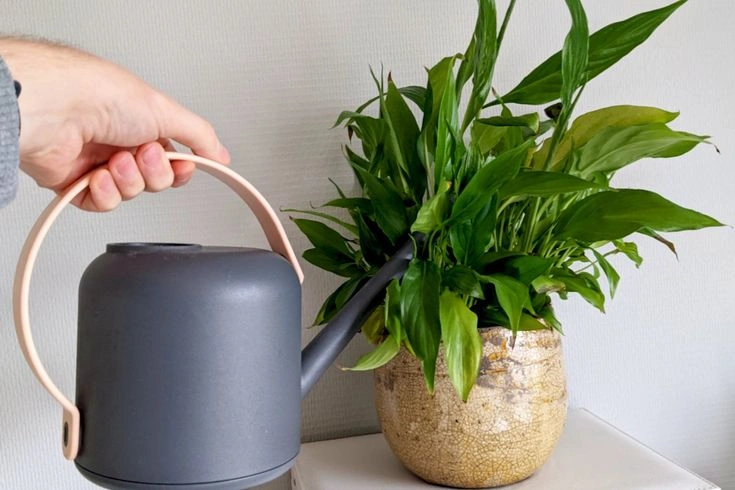 Peeacelily | How Often Should to Water Houseplants? How Often Should to Water Houseplants?