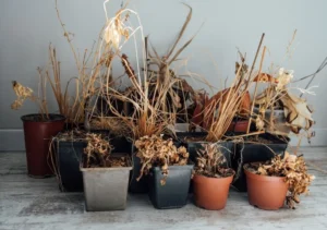 How to Revive a Dying Plant: Step-by-Step Guide