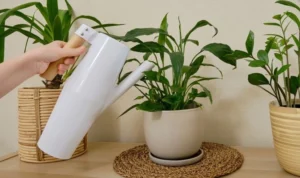 Peeacelily | How Often to Water a Peace Lily How Often to Water a Peace Lily