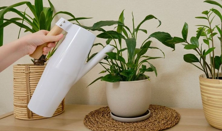 Peeacelily | How Often to Water a Peace Lily How Often to Water a Peace Lily