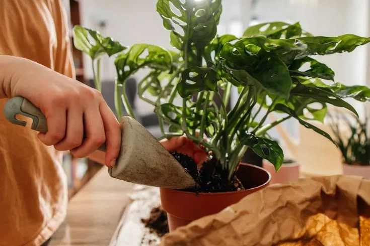 Peeacelily | How Often Should You Repot Houseplants? How Often Should You Repot Houseplants?