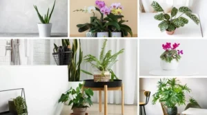 Peeacelily | Best Indoor Plants for Indian Homes and Apartments Best Indoor Plants for Indian Homes and Apartments