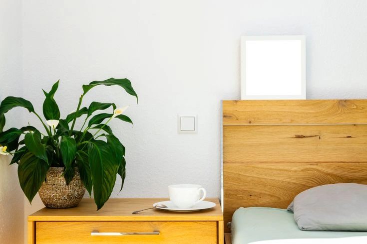 Best Bedroom Plants for Sleep, Relaxation and Better Indoor Air