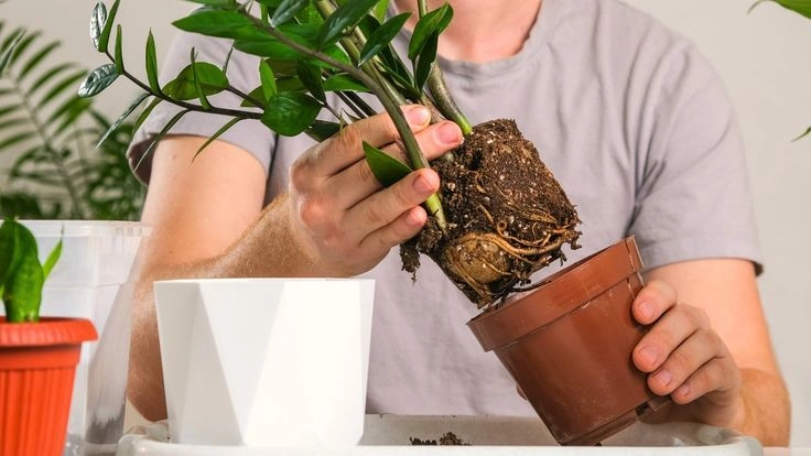 Root Bound Plants: Signs, Causes and What to Do