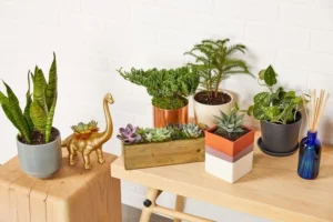 Peeacelily | 20 Common House Plants That Instantly Make Your Home Feel More Lush 20 Common House Plants That Instantly Make Your Home Feel More Lush