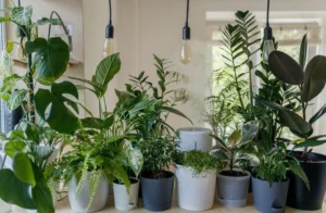 How to Make Indoor Plants Look Expensive: Designer Styling Ideas