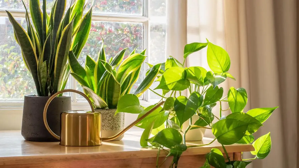 A vibrant collection of indoor plants including snake plants and pothos placed by a bright window.