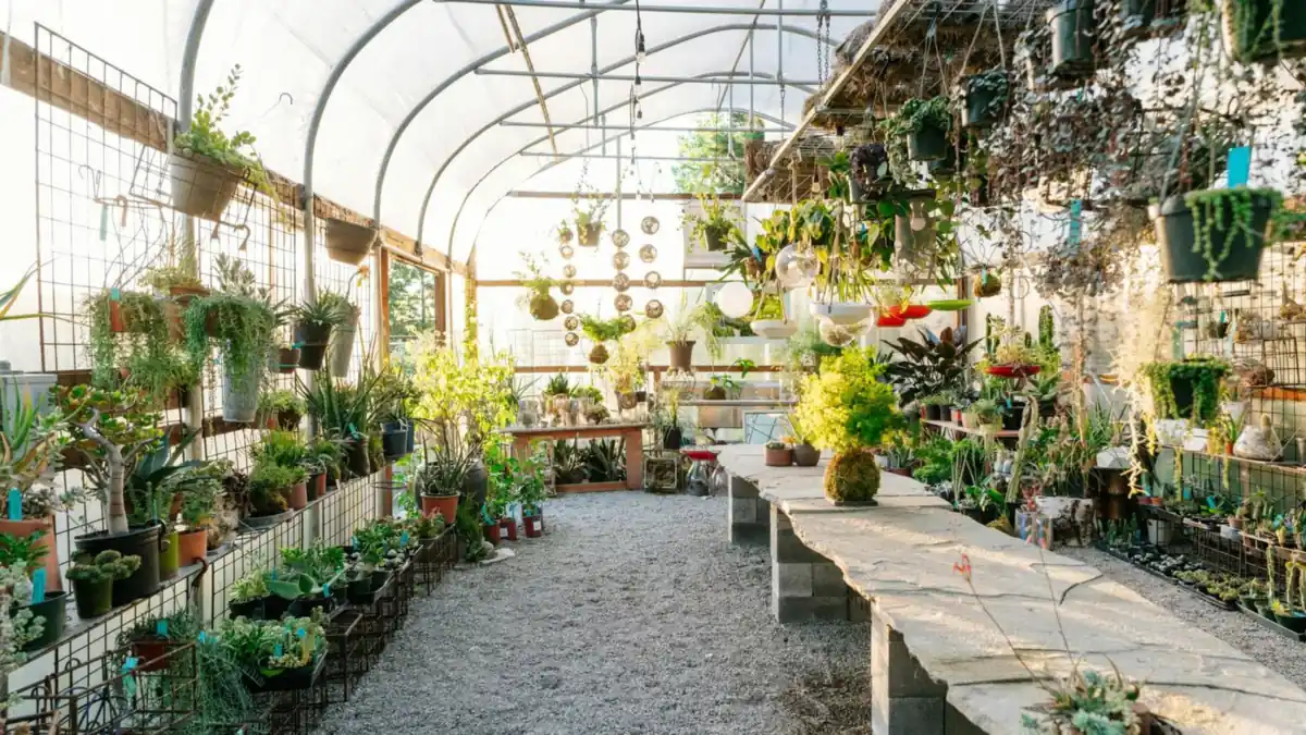 Potted young plants growing outdoors in a garden nursery.