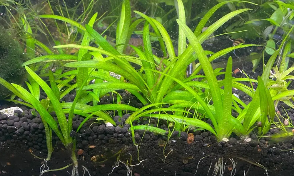 Green Vallisneria roots growing inside planted aquarium substrate